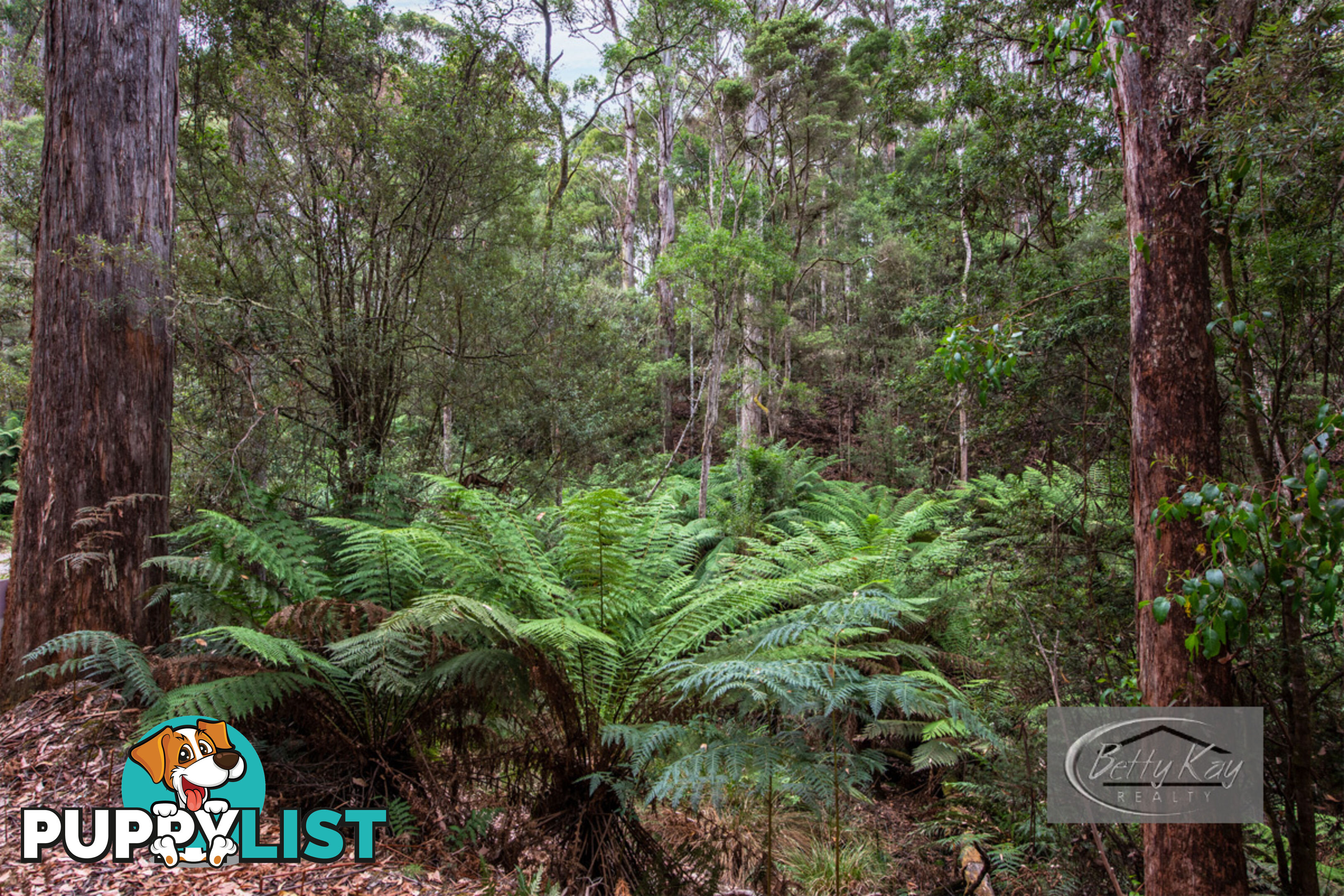 Lot Ringle Doddy Road SOUTH FOREST TAS 7330