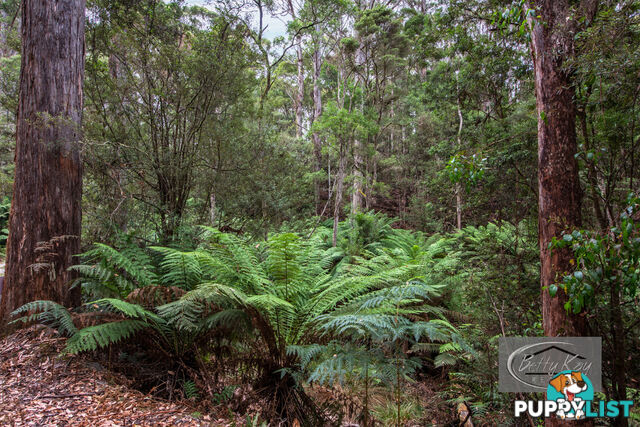 Lot Ringle Doddy Road SOUTH FOREST TAS 7330