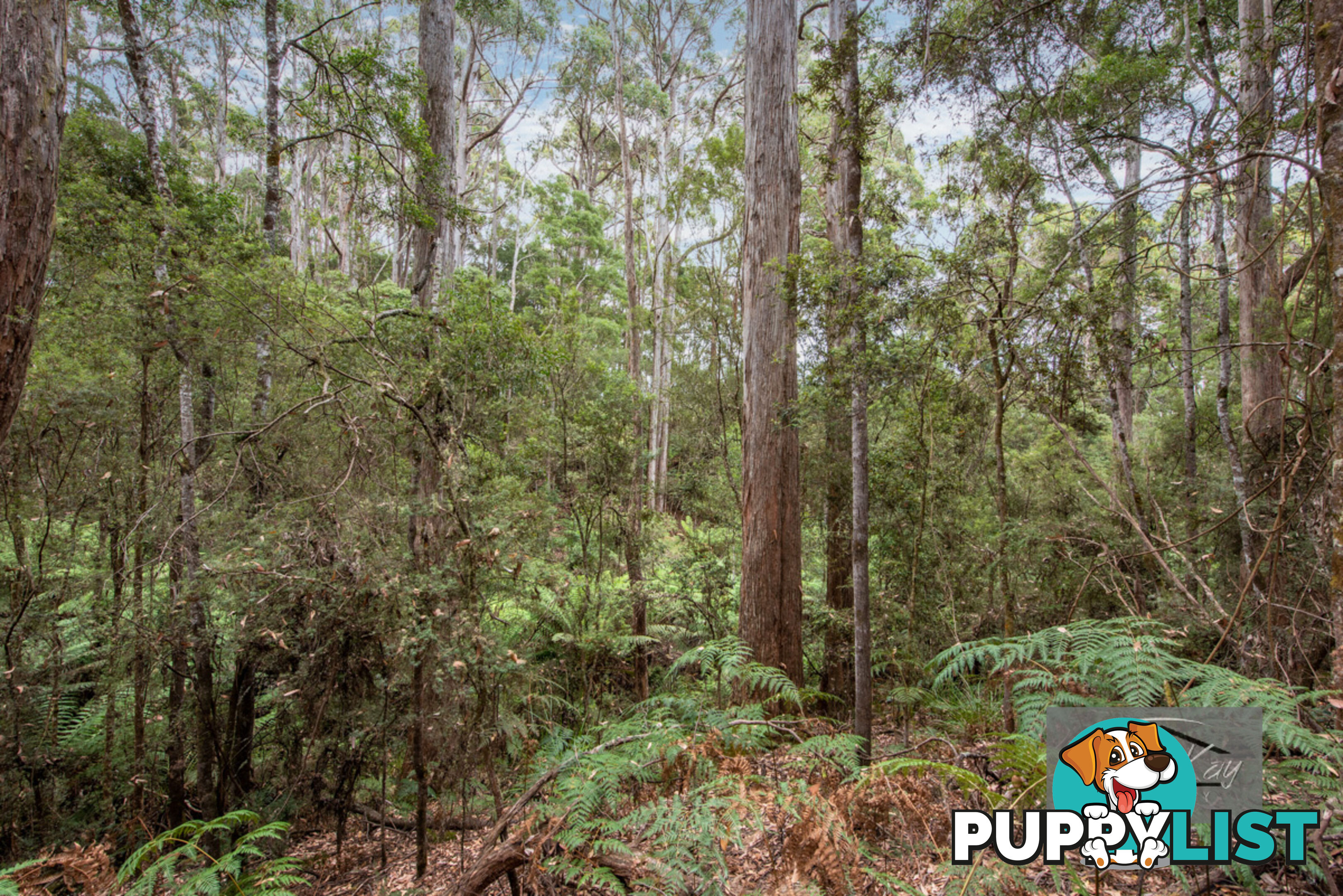 Lot Ringle Doddy Road SOUTH FOREST TAS 7330