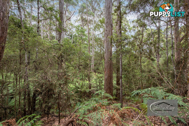 Lot Ringle Doddy Road SOUTH FOREST TAS 7330