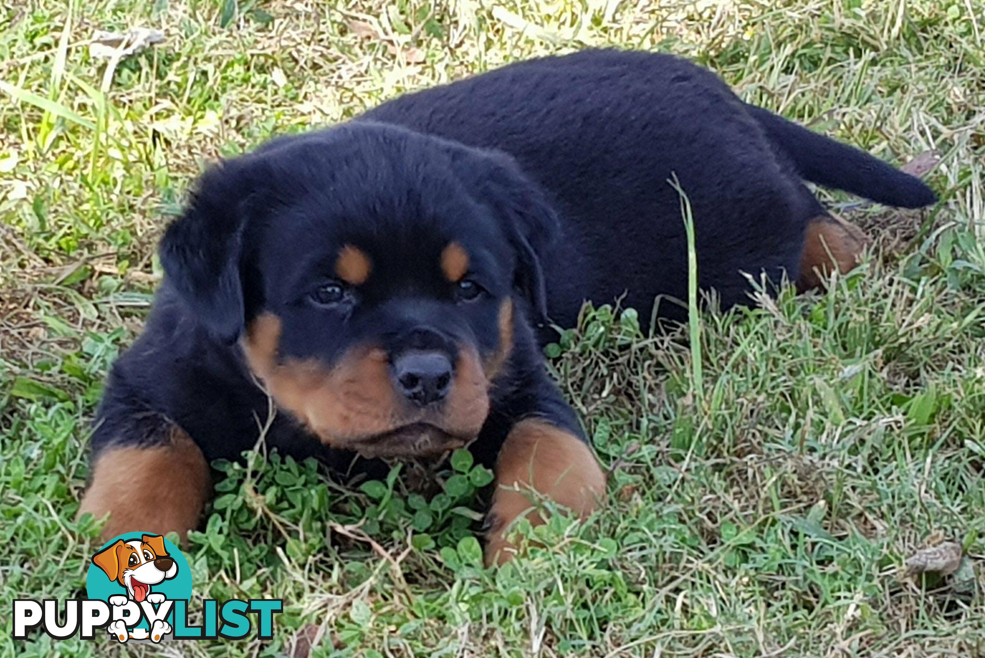 Bob Tailed Rottweiler Puppies