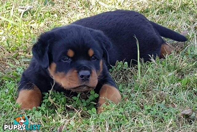 Bob Tailed Rottweiler Puppies