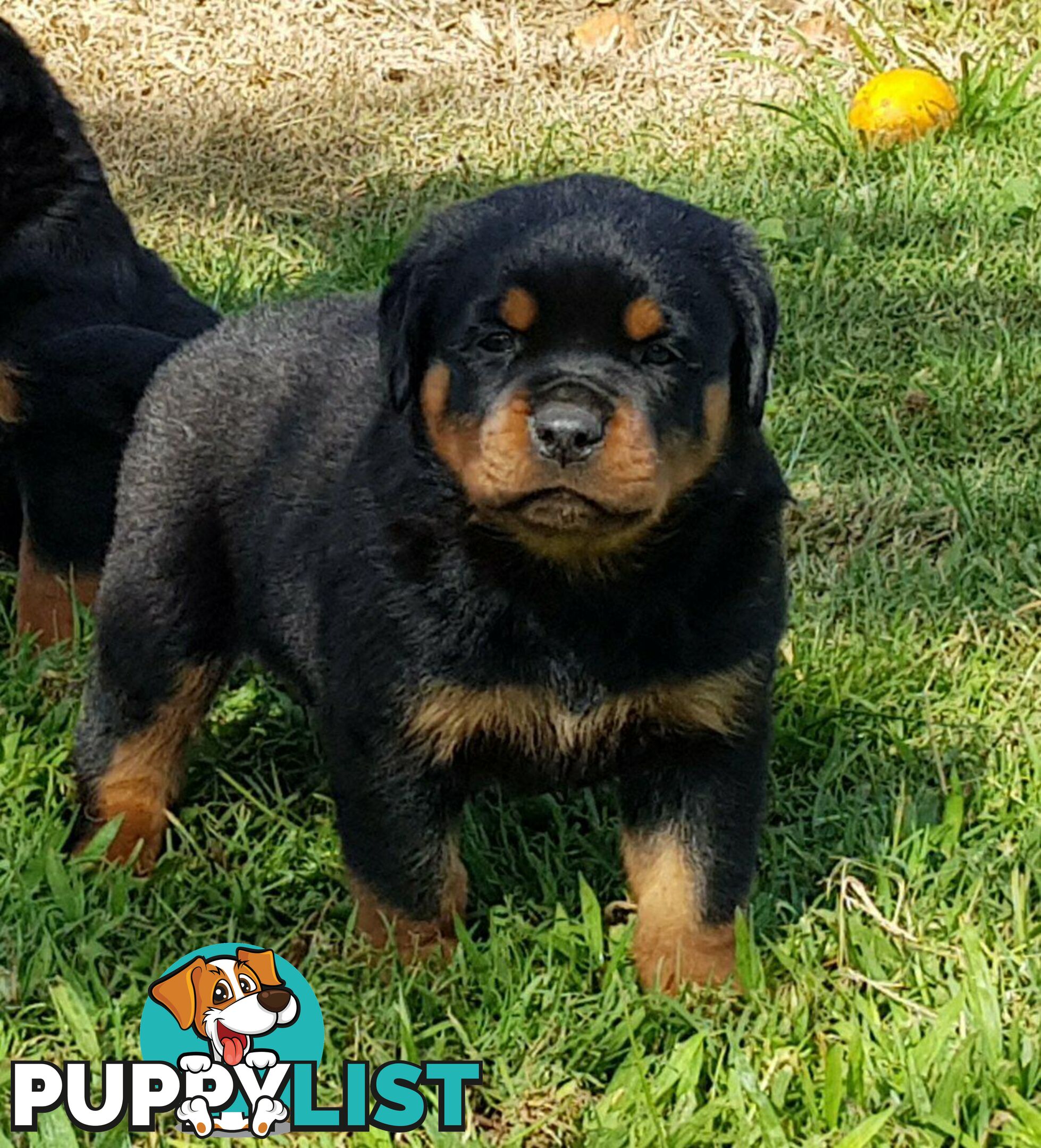 Bob Tailed Rottweiler Puppies