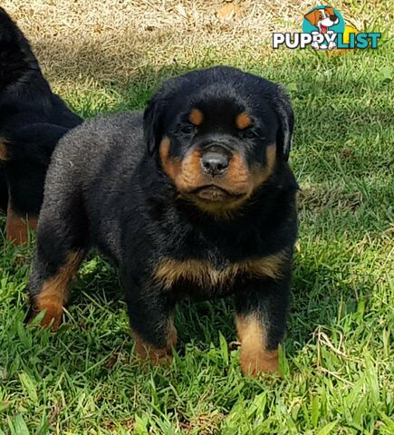 Bob Tailed Rottweiler Puppies