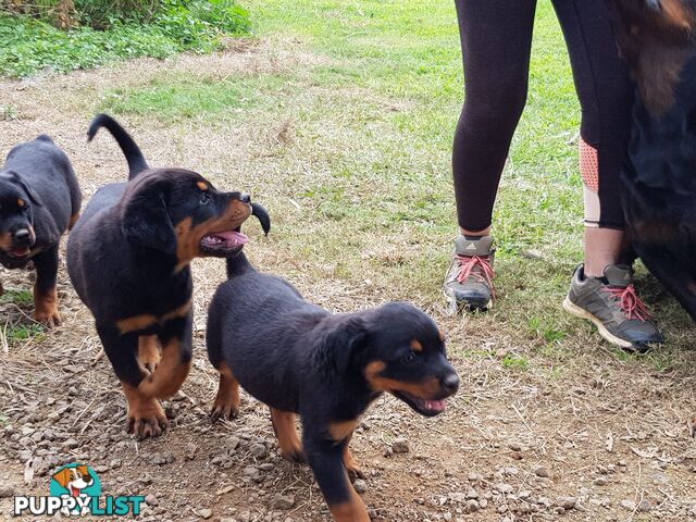 Bob Tailed Rottweiler Puppies