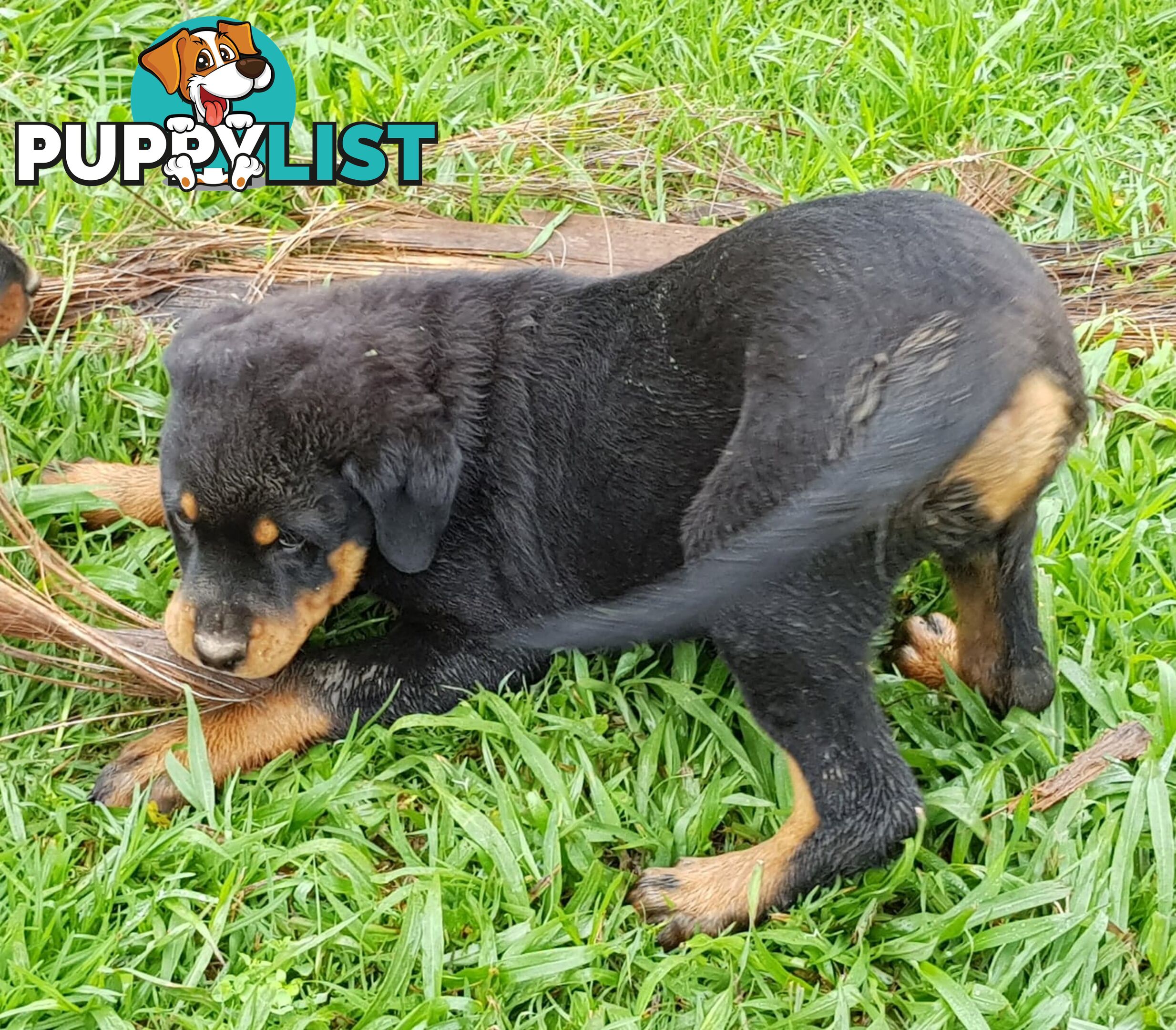 Bob Tailed Rottweiler Puppies