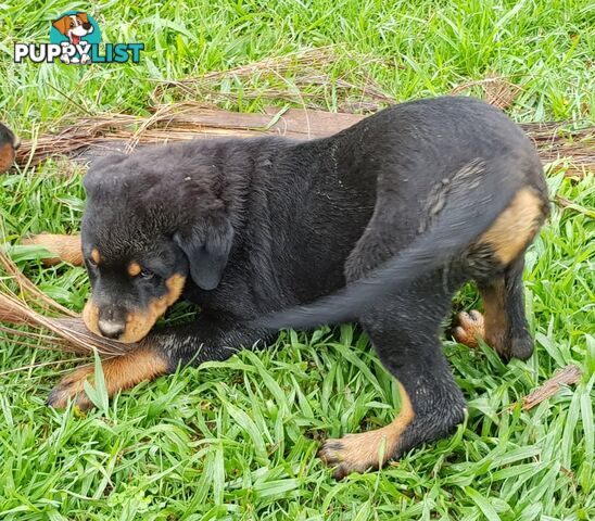 Bob Tailed Rottweiler Puppies