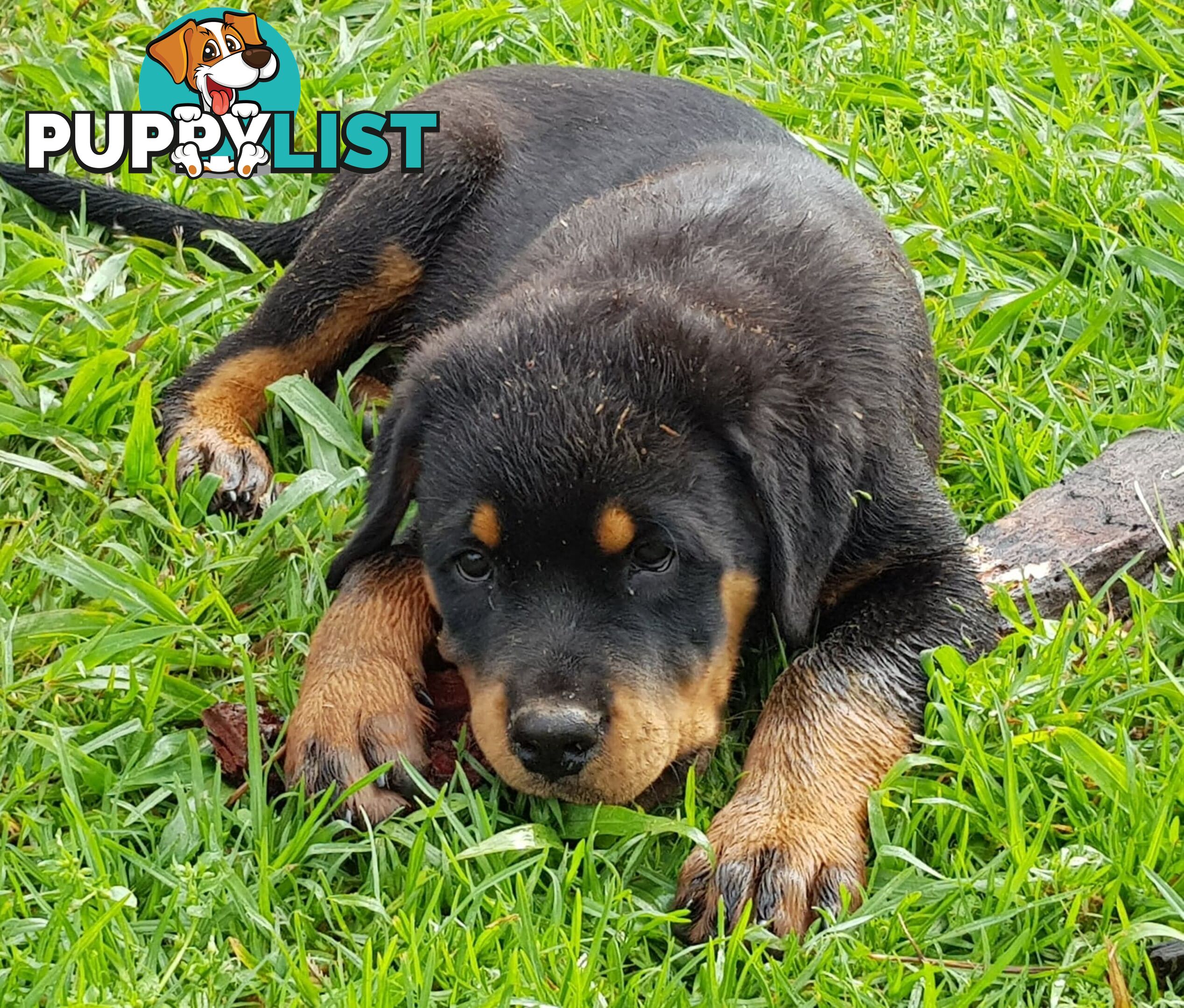 Bob Tailed Rottweiler Puppies