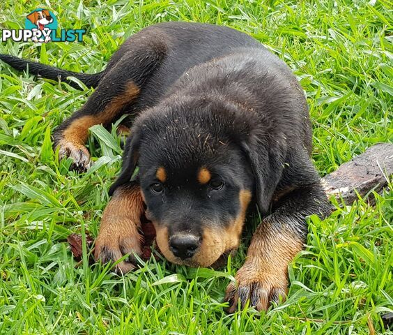 Bob Tailed Rottweiler Puppies