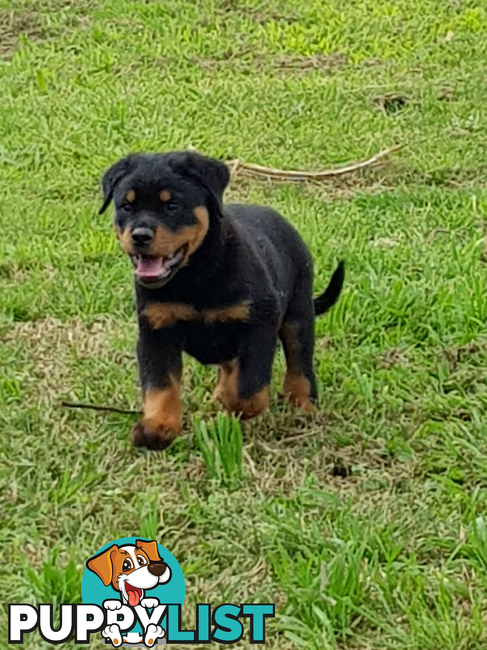 Bob Tailed Rottweiler Puppies