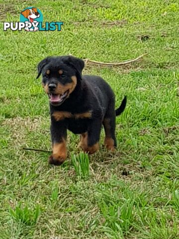 Bob Tailed Rottweiler Puppies