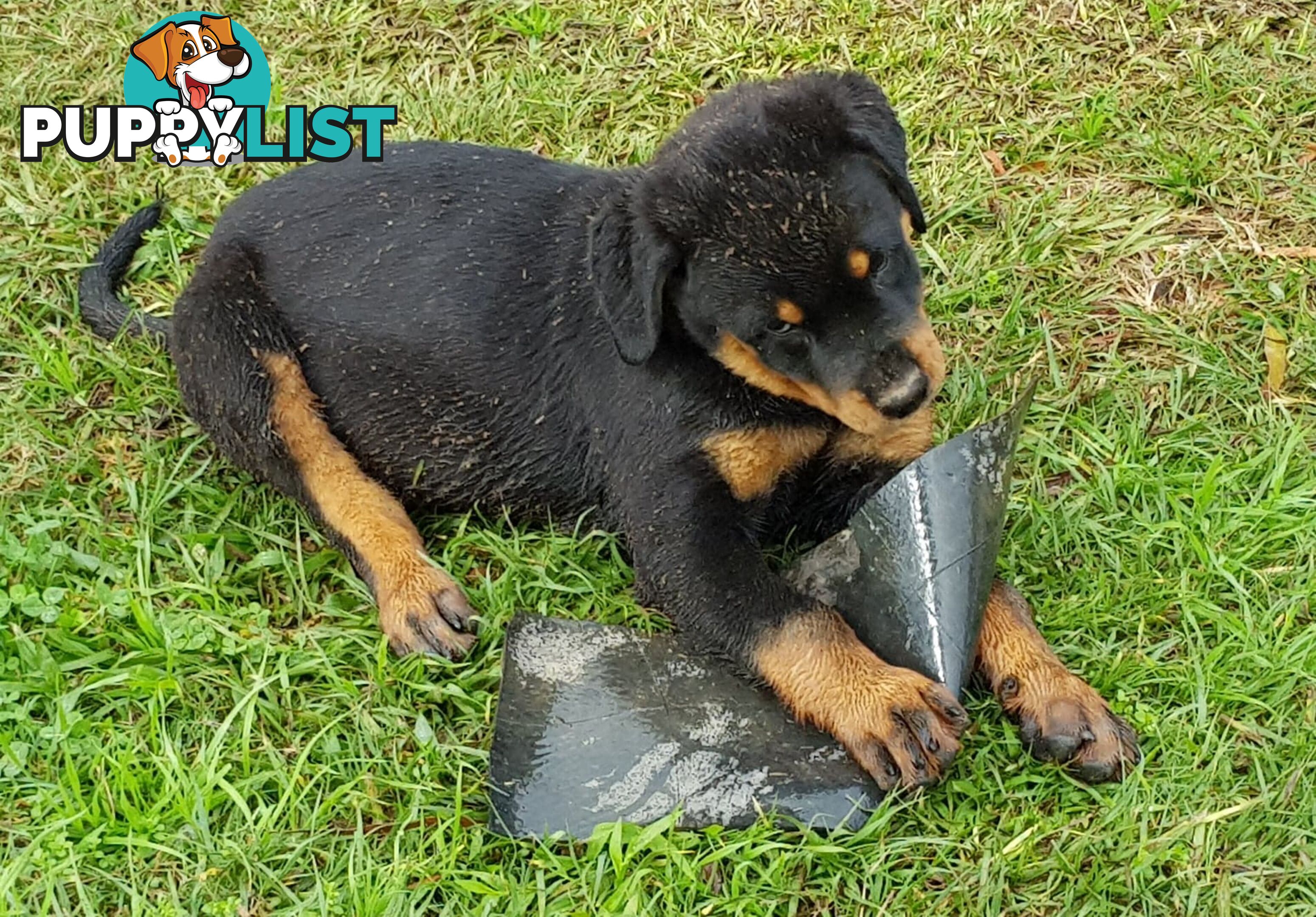 Bob Tailed Rottweiler Puppies