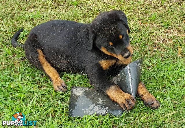 Bob Tailed Rottweiler Puppies