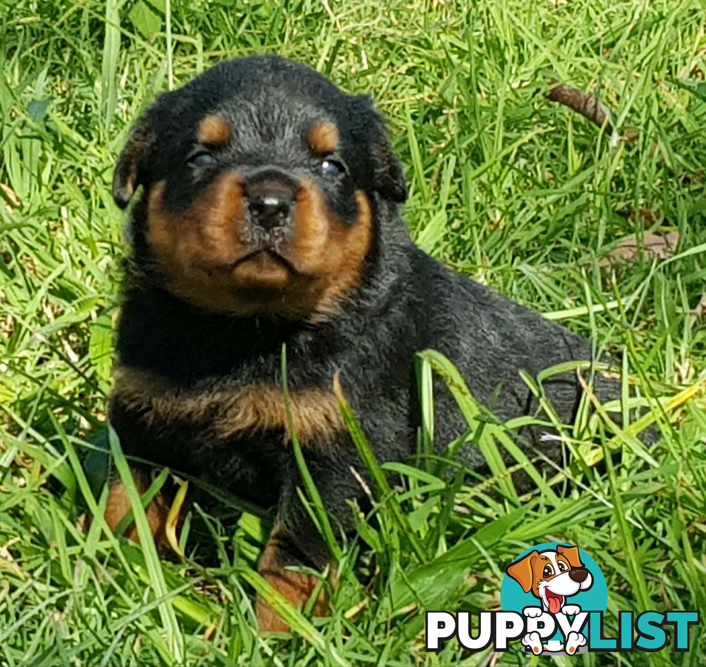 Bob Tailed Rottweiler Puppies