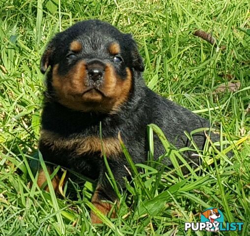 Bob Tailed Rottweiler Puppies