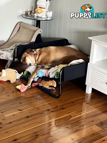 Rocco the ridge x Labrador