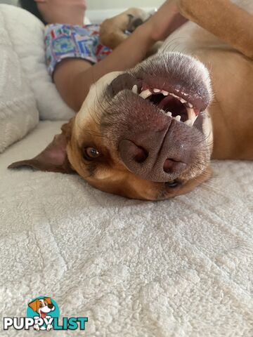 Rocco the ridge x Labrador