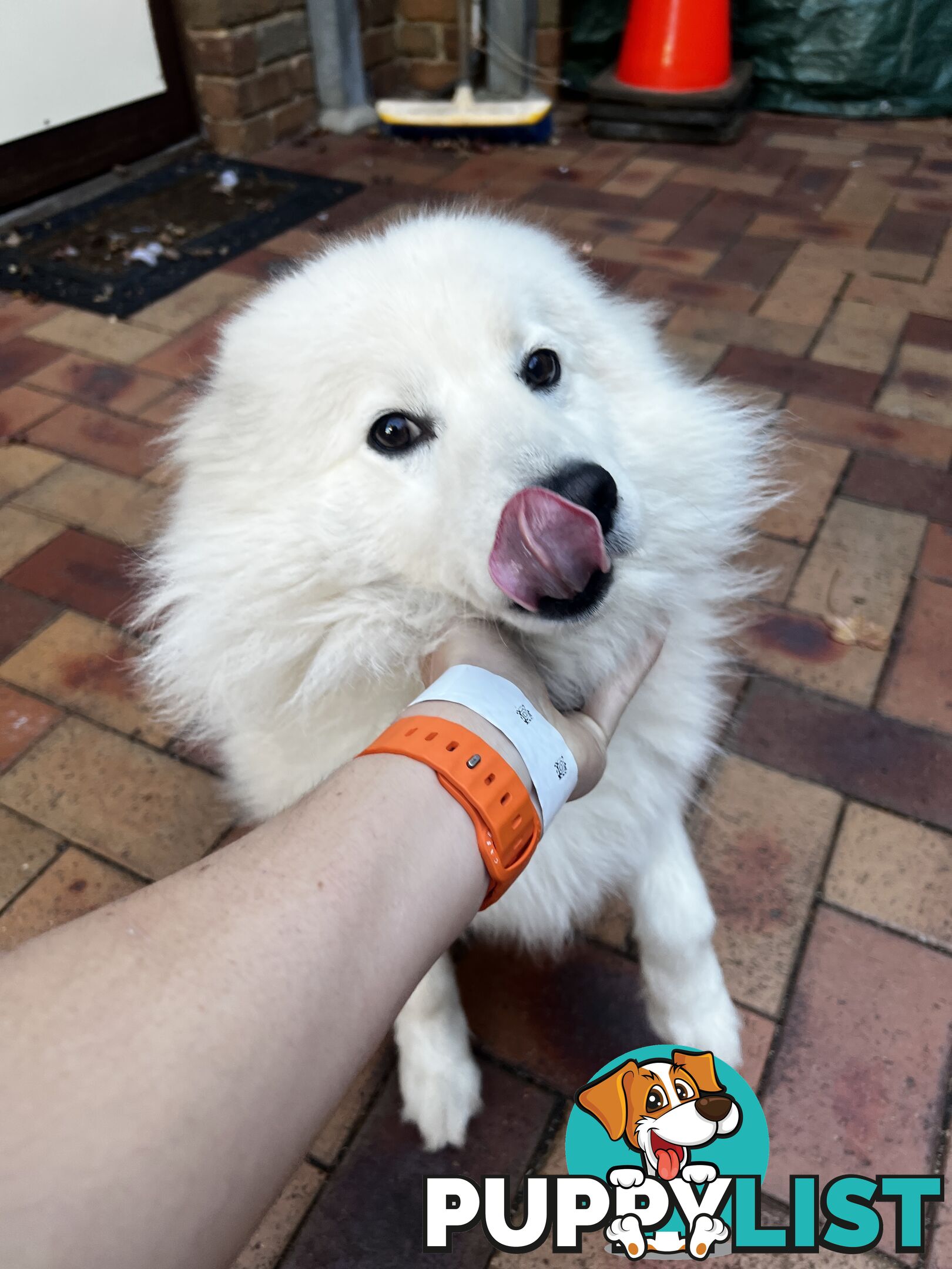 Japanese Spitz (Male)
