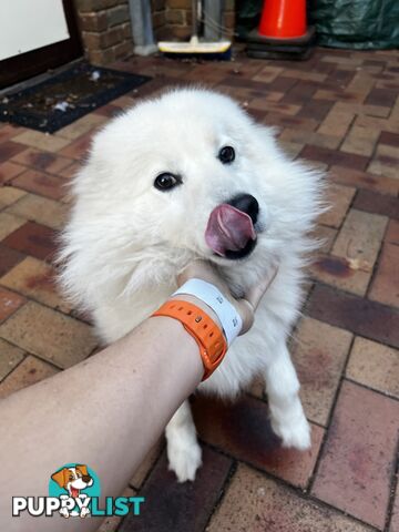 Japanese Spitz (Male)