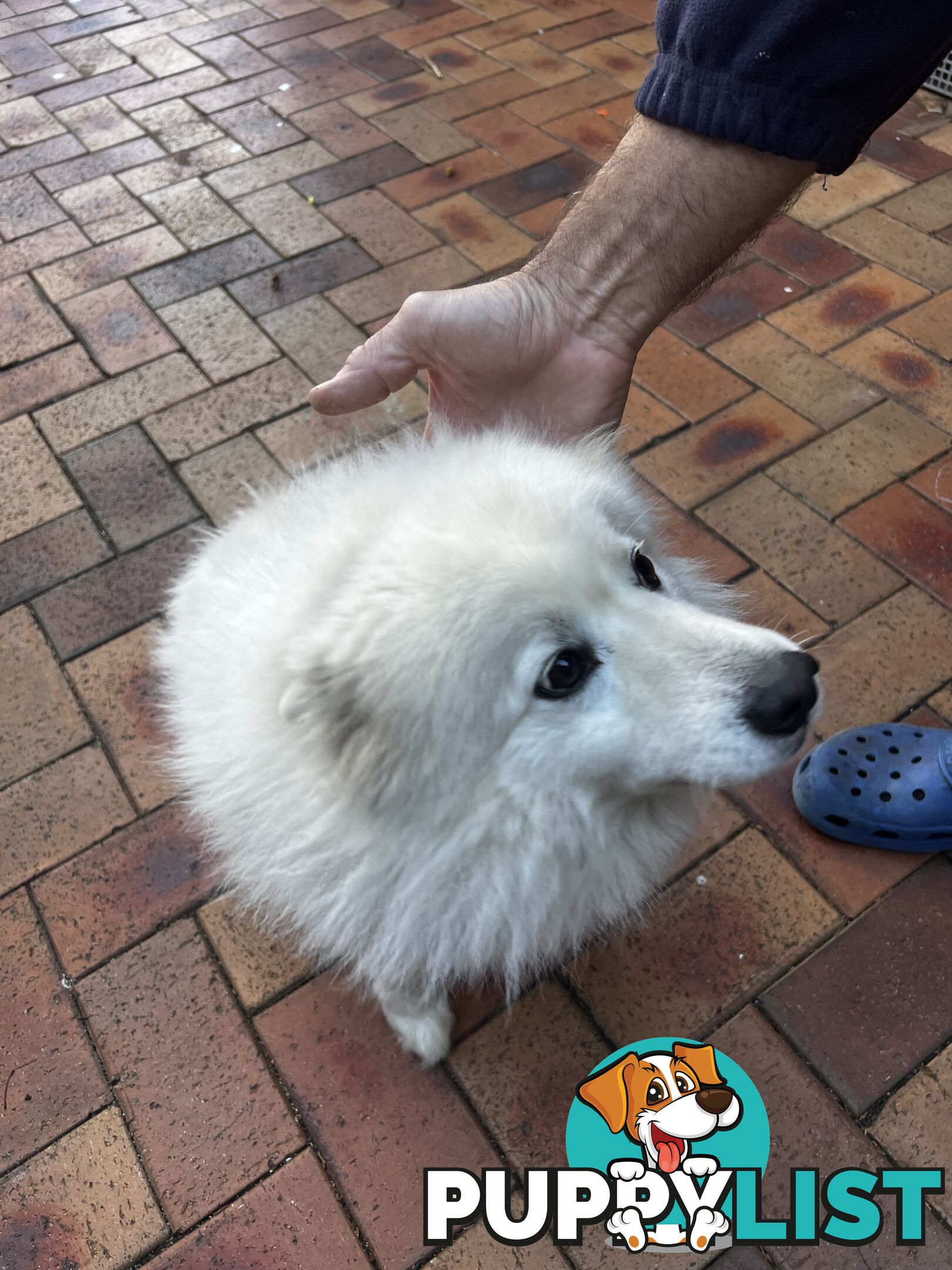 Japanese Spitz (Male)