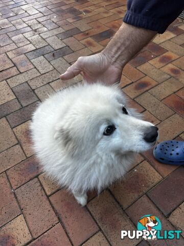 Japanese Spitz (Male)