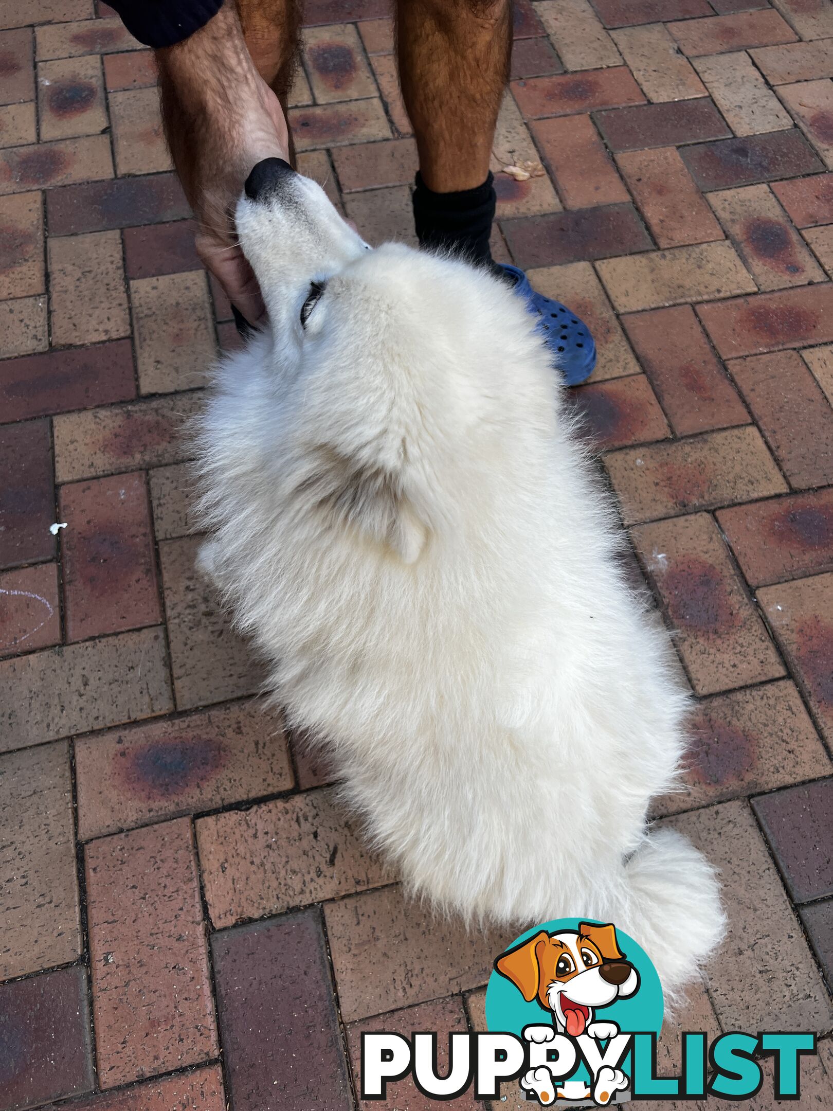 Japanese Spitz (Male)