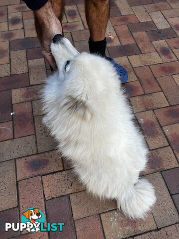 Japanese Spitz (Male)