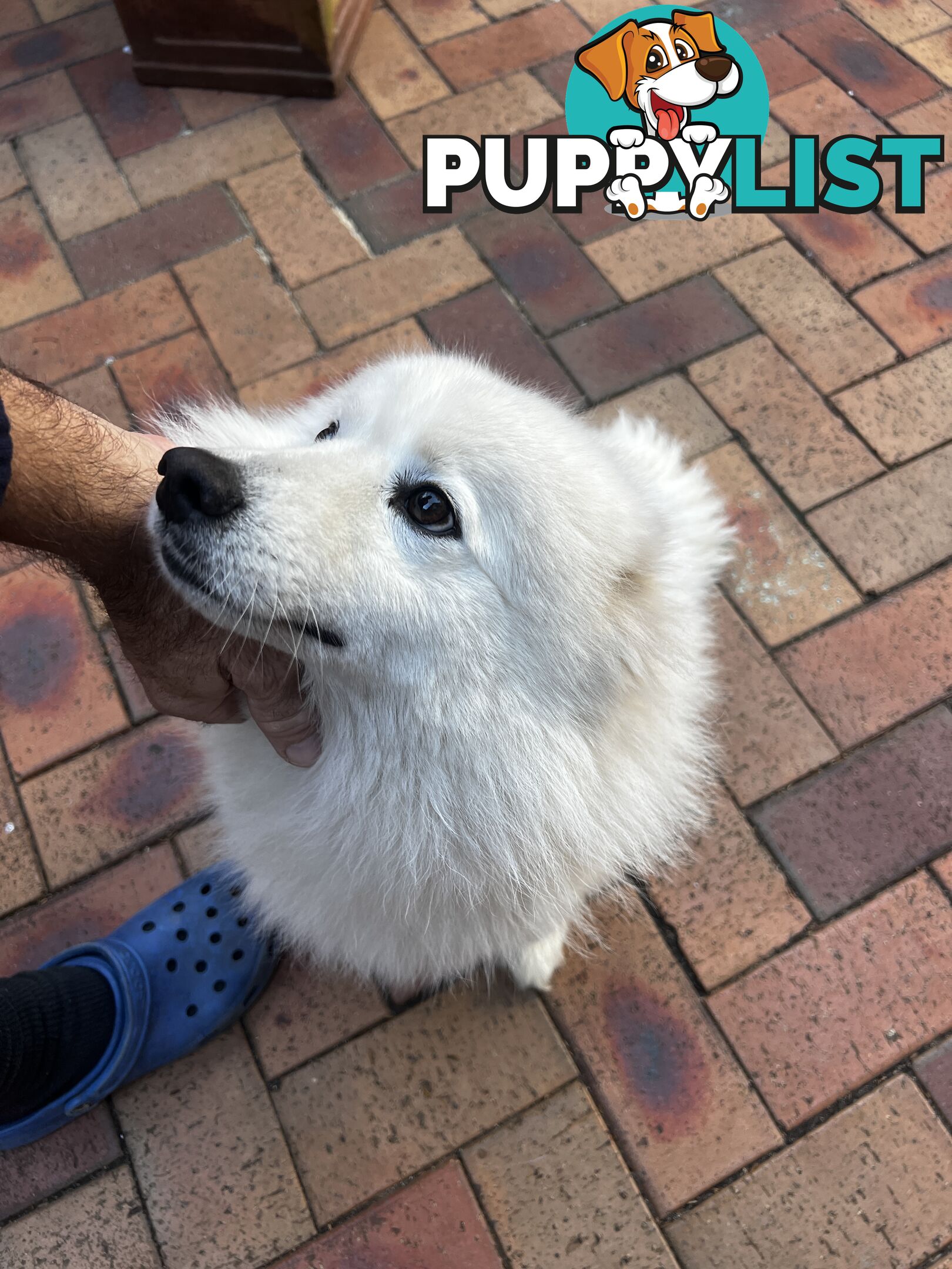 Japanese Spitz (Male)