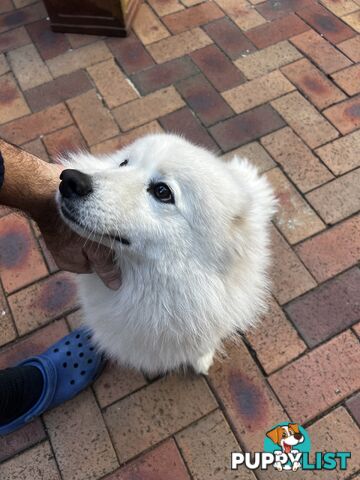 Japanese Spitz (Male)