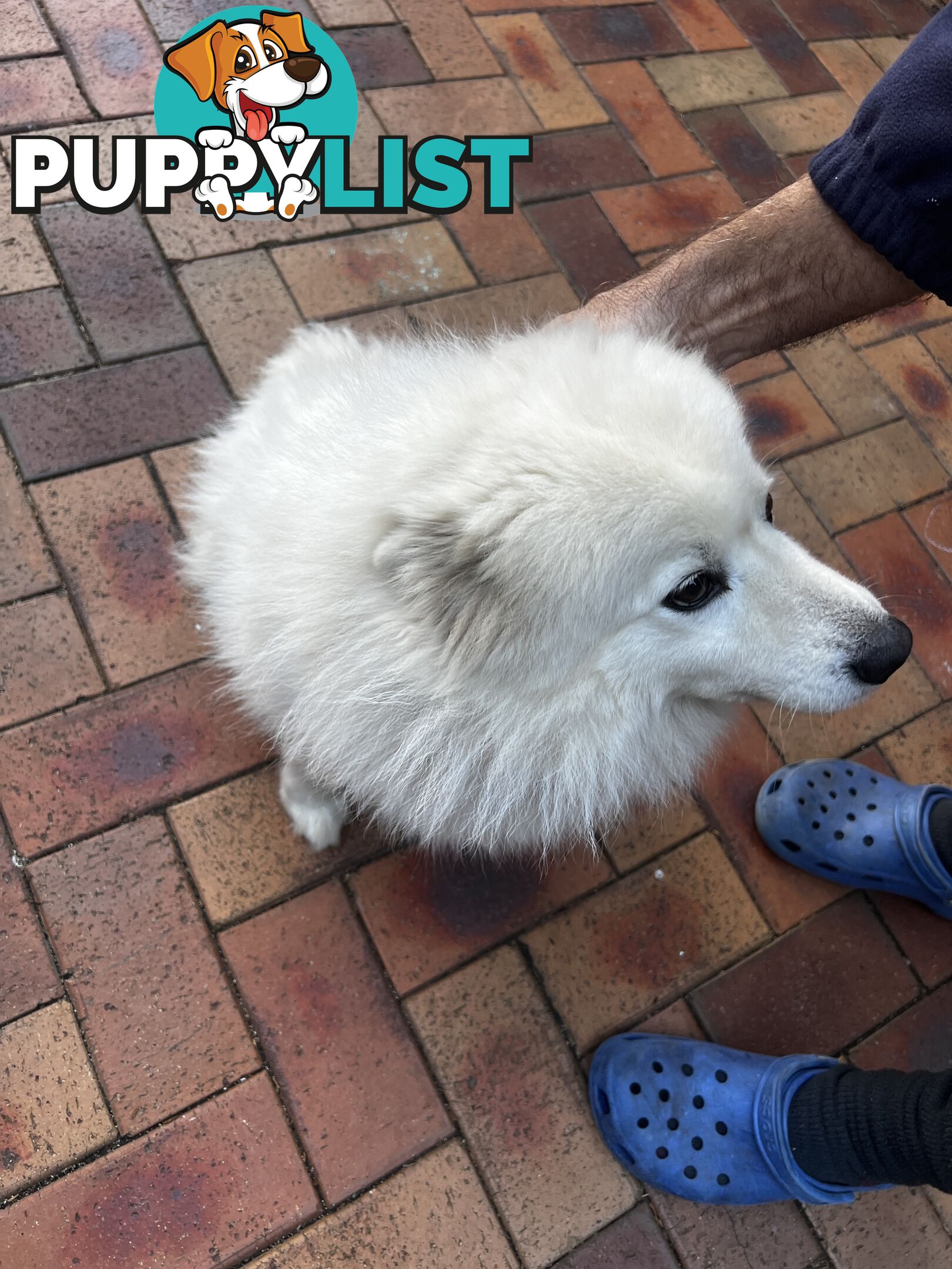 Japanese Spitz (Male)