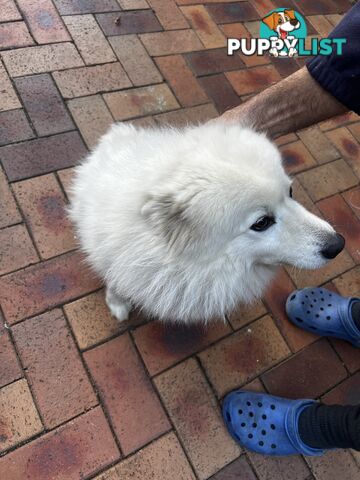 Japanese Spitz (Male)
