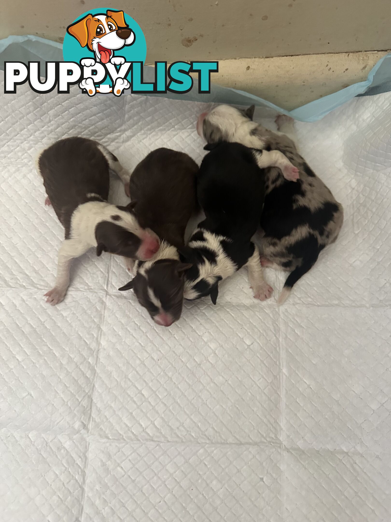 Expression of Interest/ Purebred Border Collie Puppies