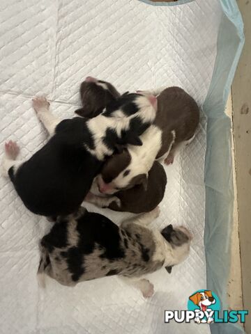 Expression of Interest/ Purebred Border Collie Puppies