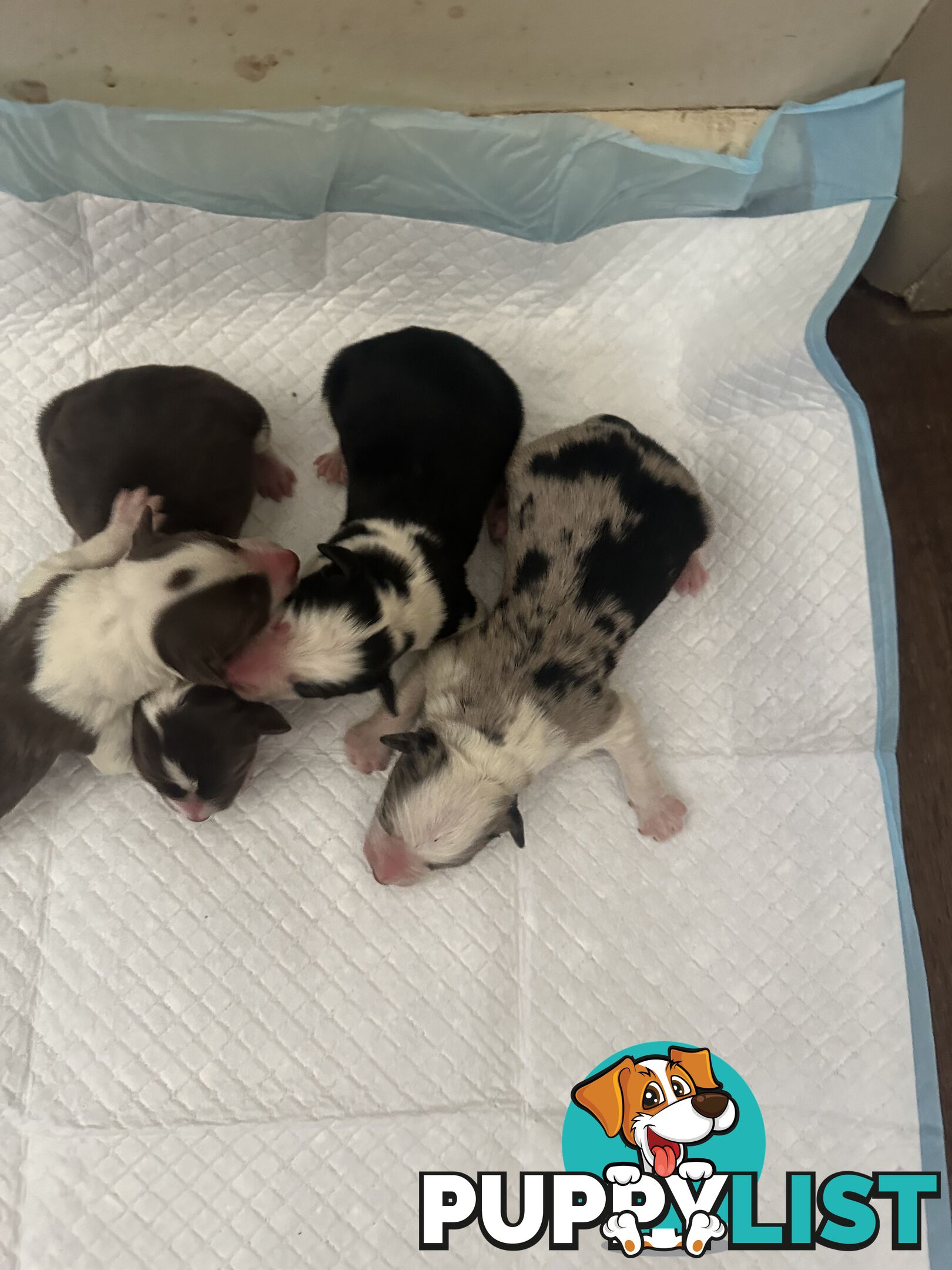 Expression of Interest/ Purebred Border Collie Puppies