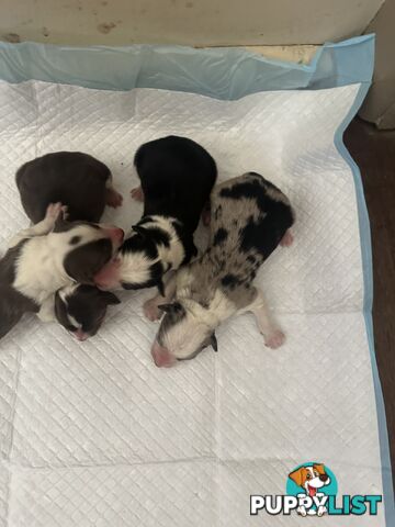 Expression of Interest/ Purebred Border Collie Puppies