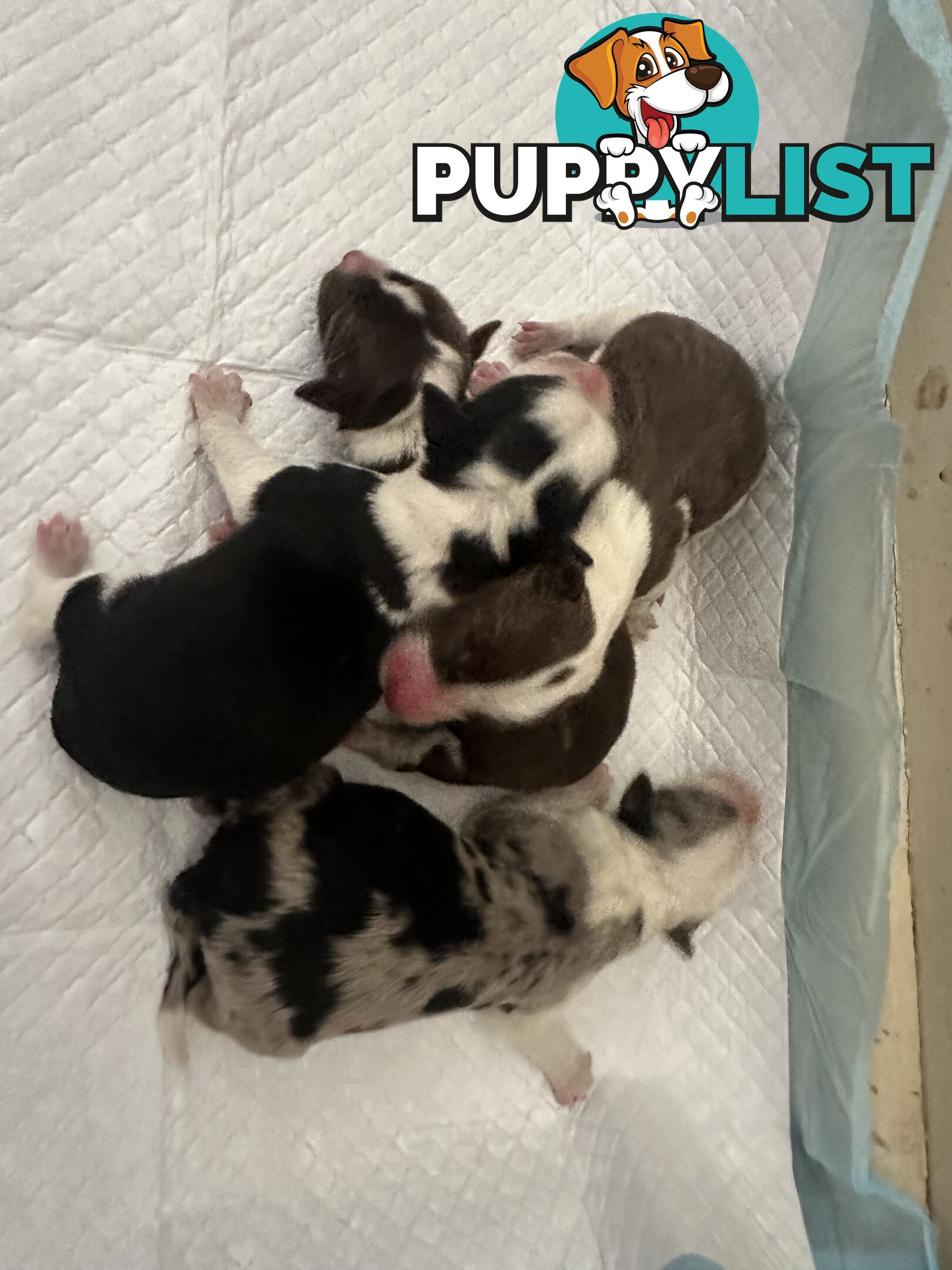 Expression of Interest/ Purebred Border Collie Puppies