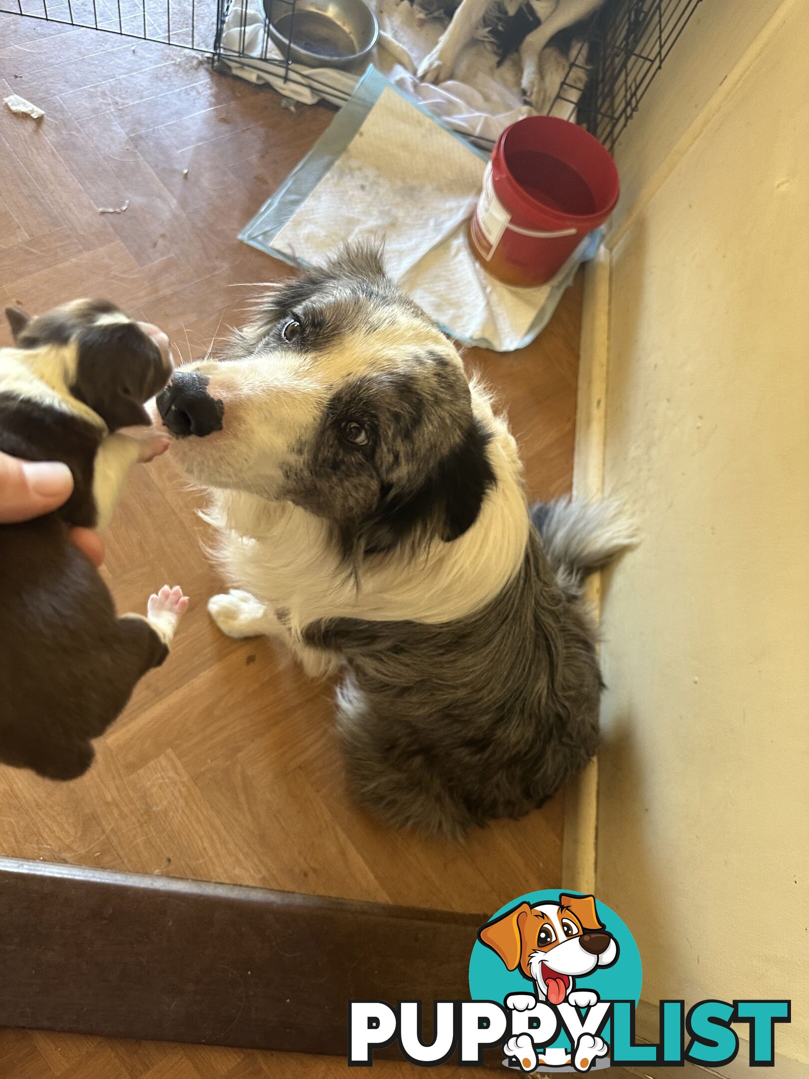 Expression of Interest/ Purebred Border Collie Puppies