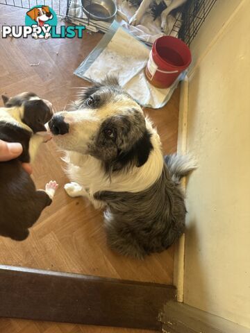 Expression of Interest/ Purebred Border Collie Puppies