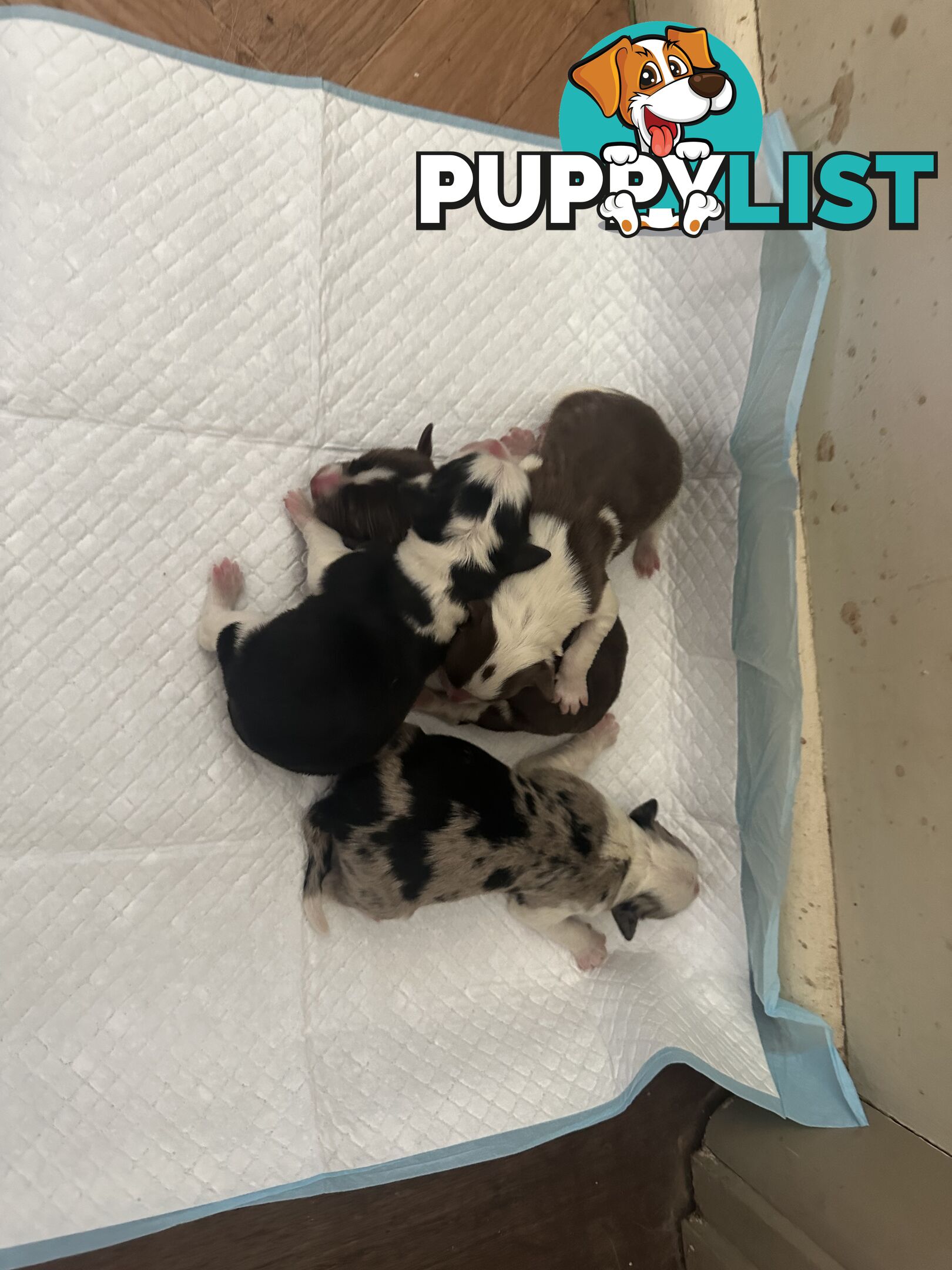 Expression of Interest/ Purebred Border Collie Puppies