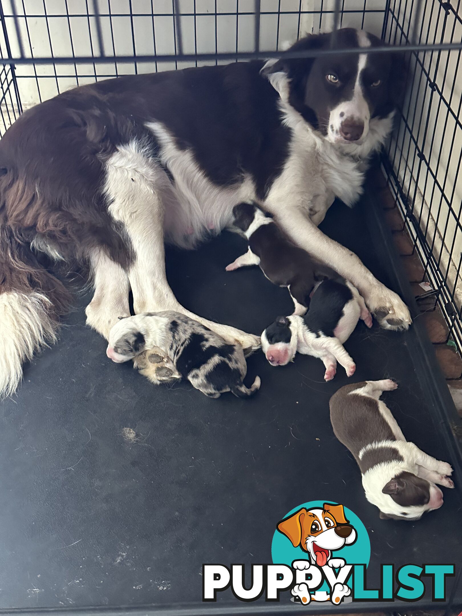 Expression of Interest/ Purebred Border Collie Puppies