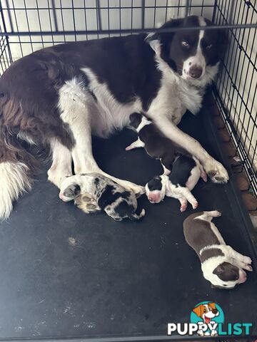 Expression of Interest/ Purebred Border Collie Puppies