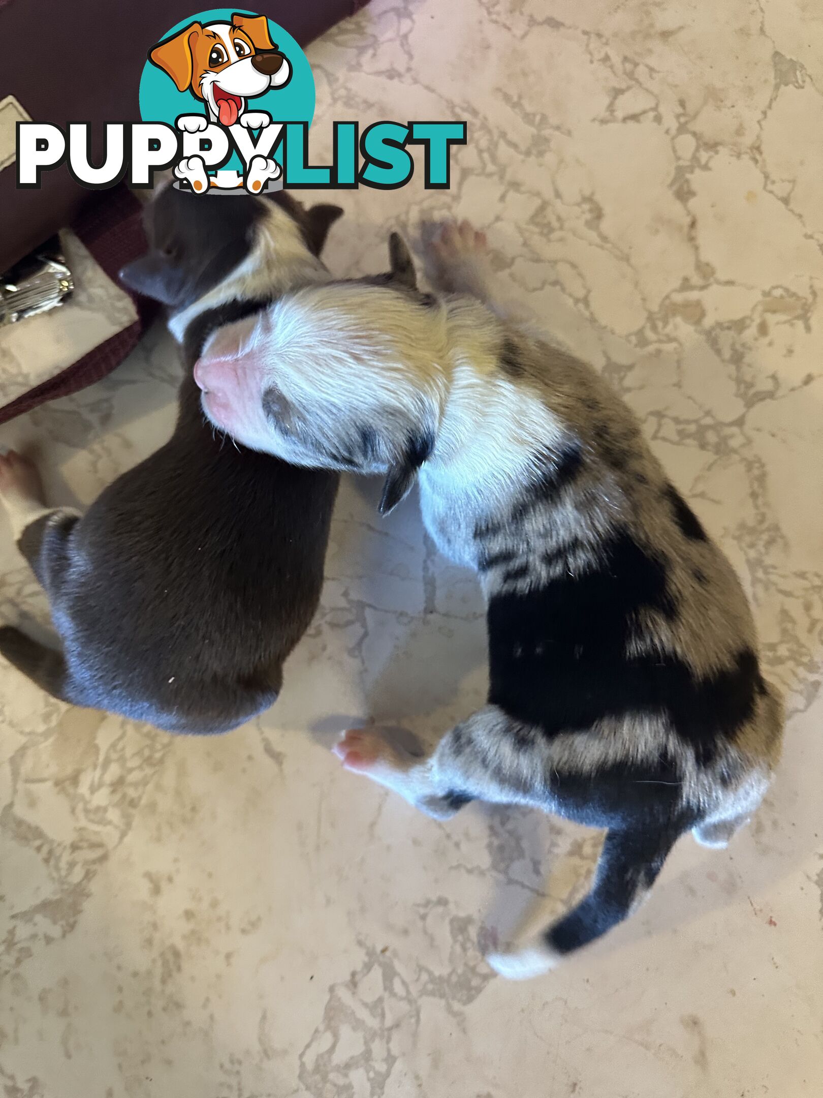 Expression of Interest/ Purebred Border Collie Puppies