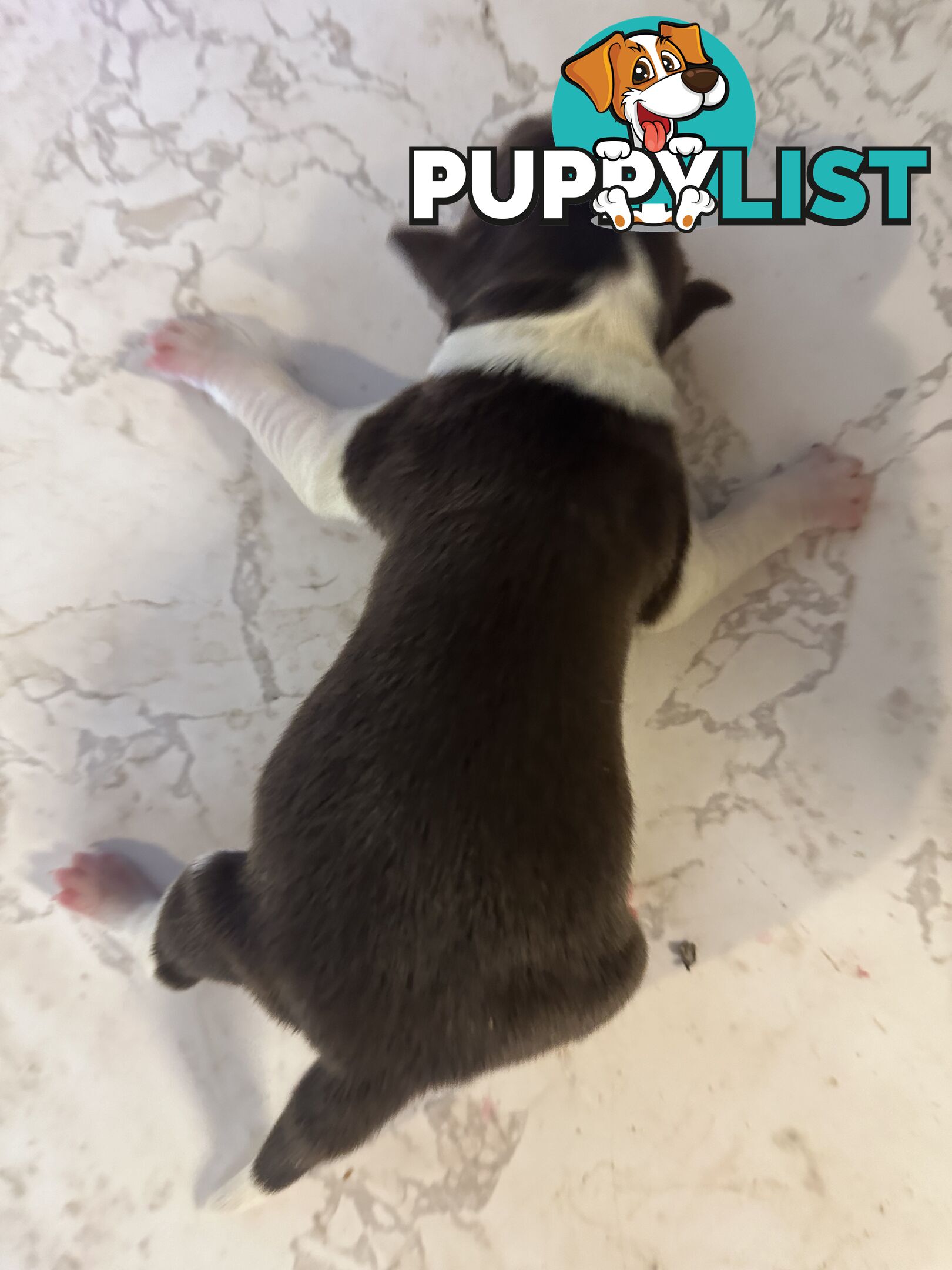 Expression of Interest/ Purebred Border Collie Puppies