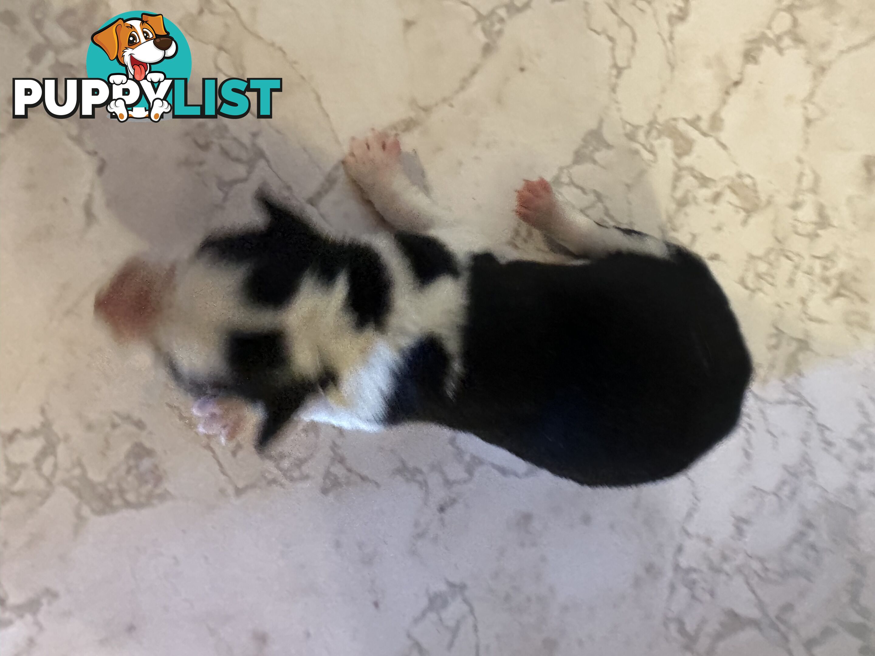 Expression of Interest/ Purebred Border Collie Puppies