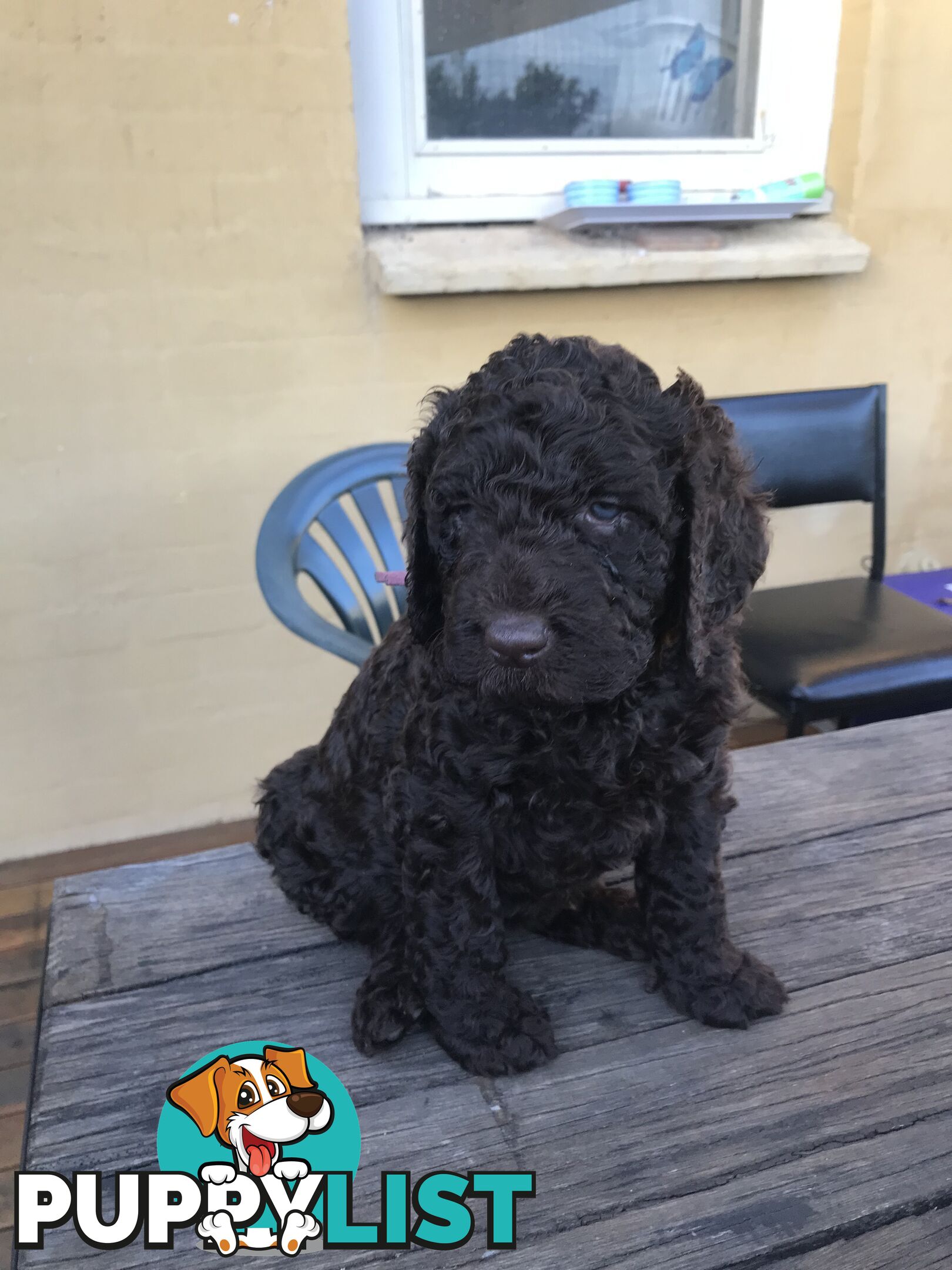 Poodle X Curly Coated Retriever Puppies.