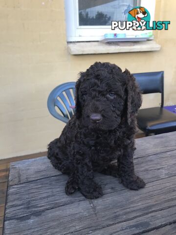 Poodle X Curly Coated Retriever Puppies.