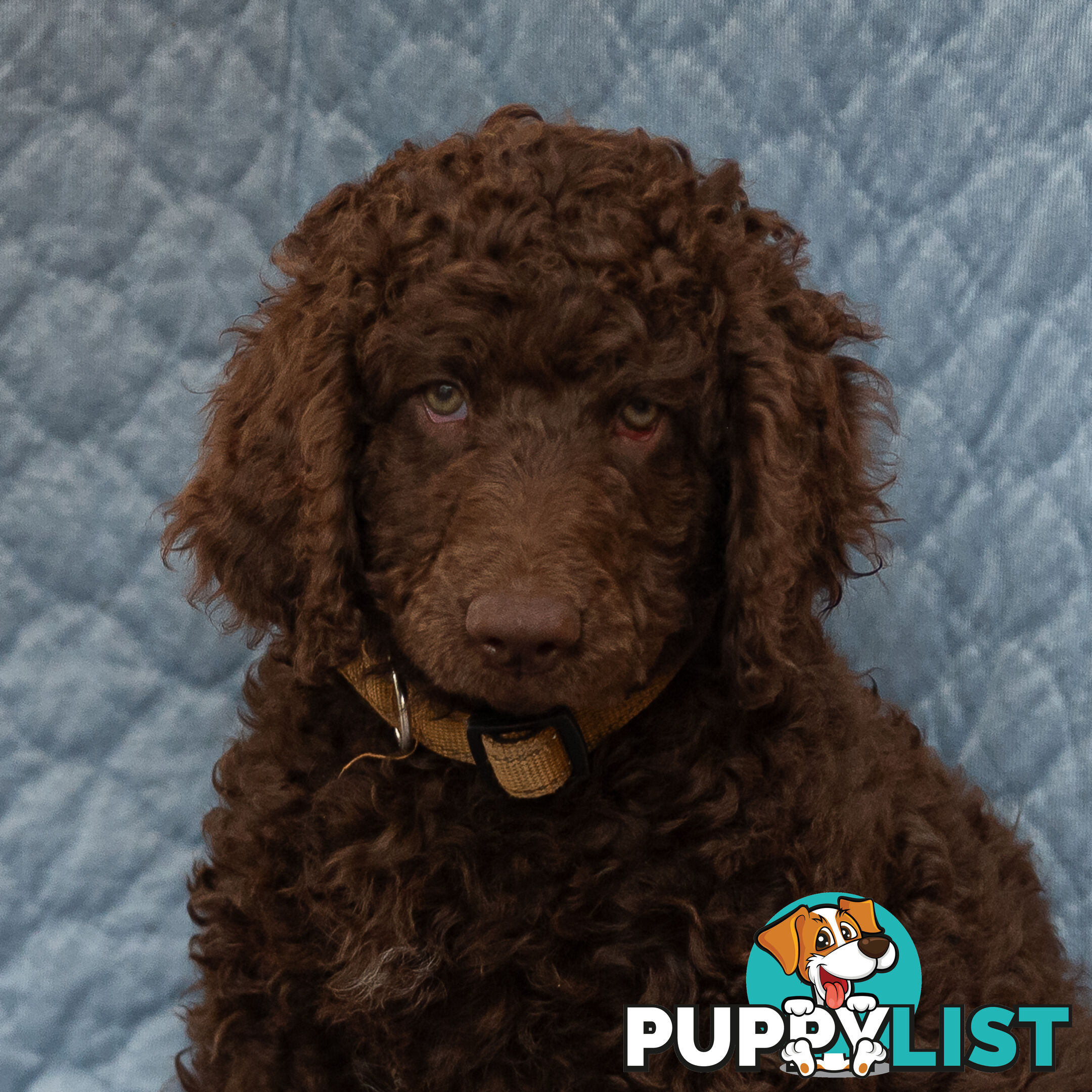 Poodle X Curly Coated Retriever Puppies.