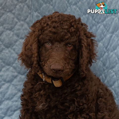 Poodle X Curly Coated Retriever Puppies.