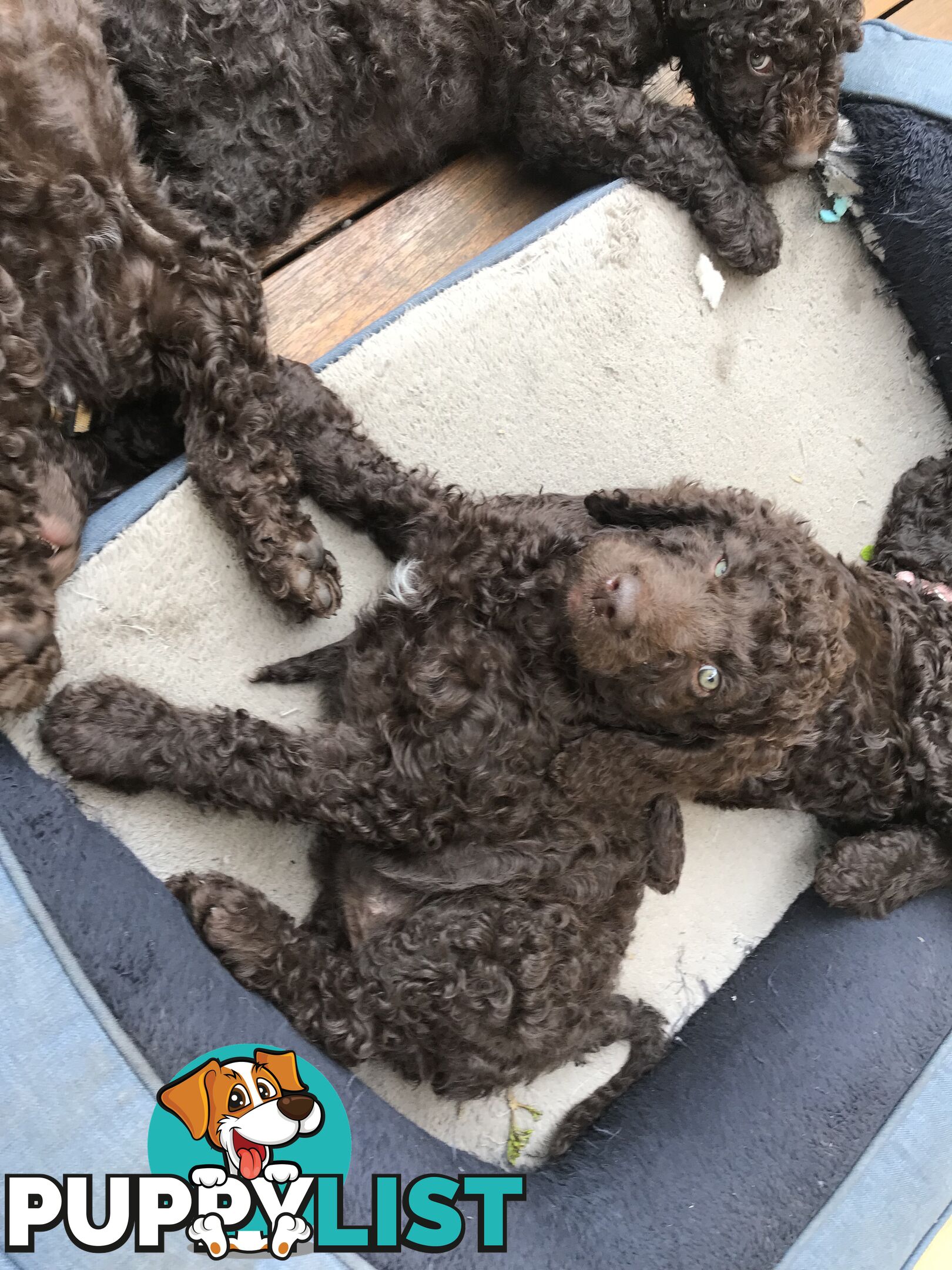 Poodle X Curly Coated Retriever Puppies.