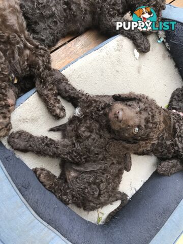 Poodle X Curly Coated Retriever Puppies.